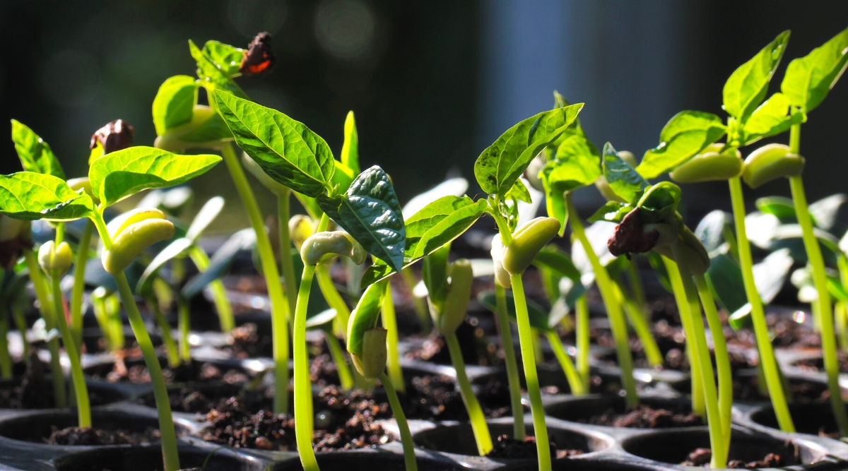 Cowpea Propagation. Close-up of small Cowpea sprouts in a black plastic seed starter tray. The sprouts are small, have short pale green stems with oval dark green smooth leaves.