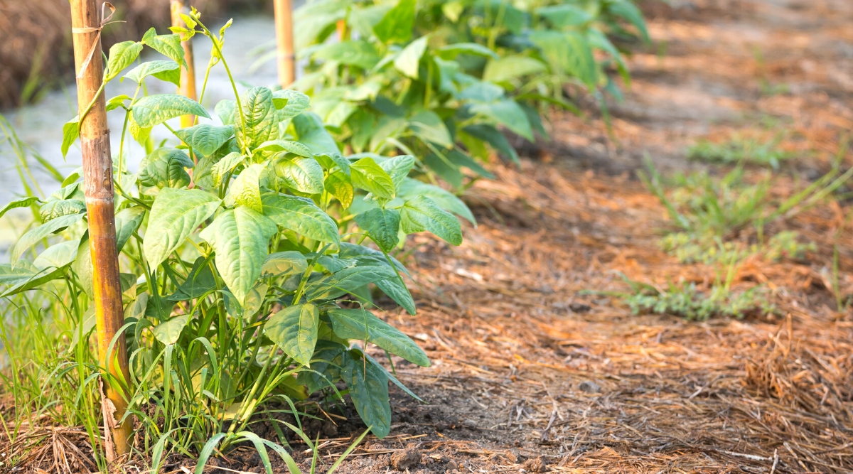 Close-up of young Cowpea bushes growing near the trellis in the garden. The bushes are low, lush, have large, oval green leaves with pointed tips. The soil is covered with straw mulch.