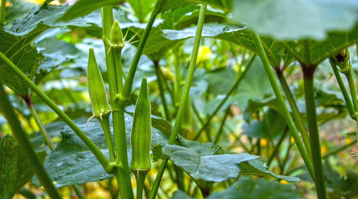 When and How To Harvest Okra For its Best Potential