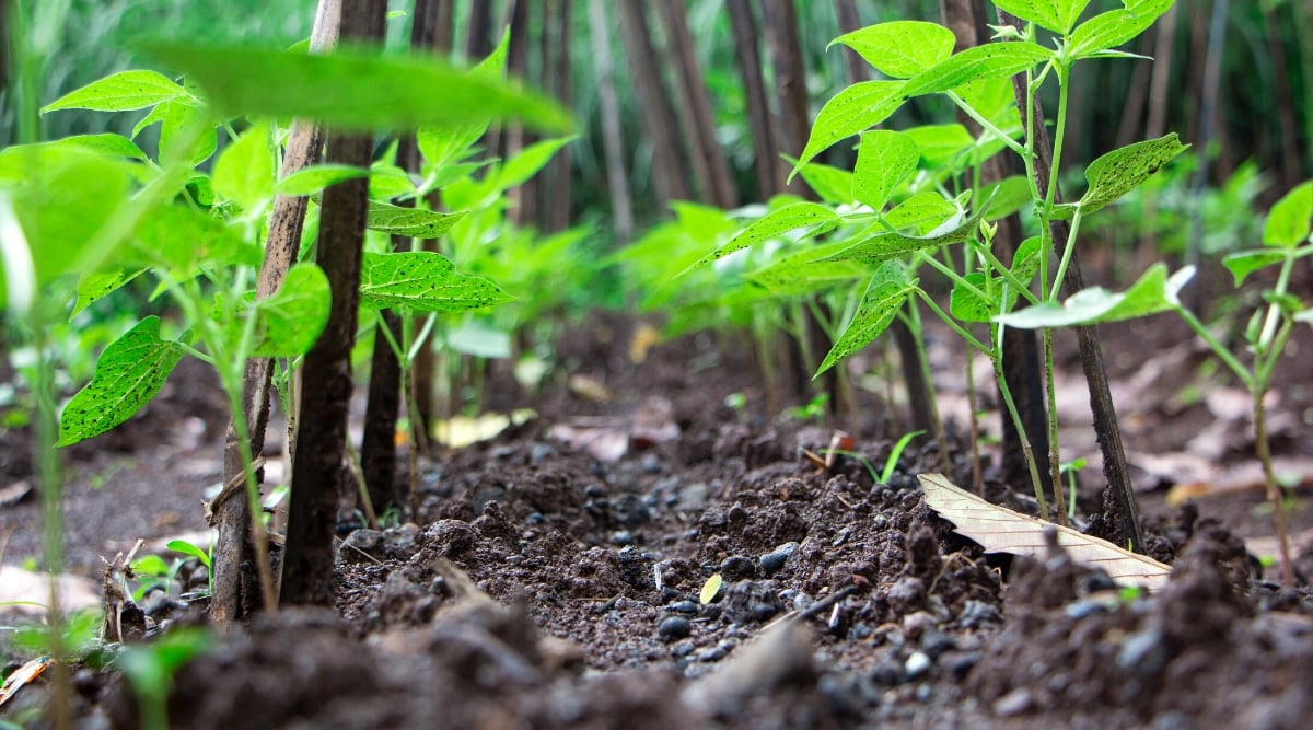 Close-up of young Cowpea sprouts growing in two rows near a trellis in a garden. The plant has erect stems with medium oval smooth leaves of bright green color. The soil is strewn with small black fertilizer granules.