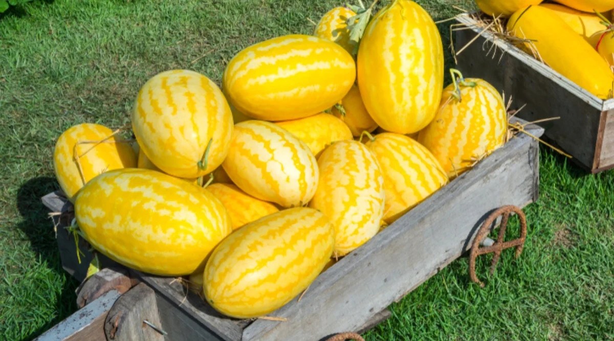 Close-up of a lot of ripe Gold In Gold Hybrid watermelons in a wooden cart in the garden. The fruits are large, oblong, oval in shape, with a golden yellow skin with thin orange stripes running vertically along it.