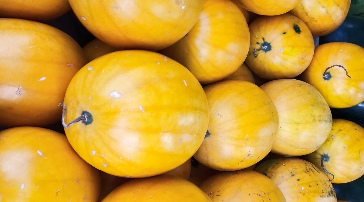 Close-up of many ripe Golden Midget watermelons. The fruits are large, oval, oblong, with a yellow shiny skin.