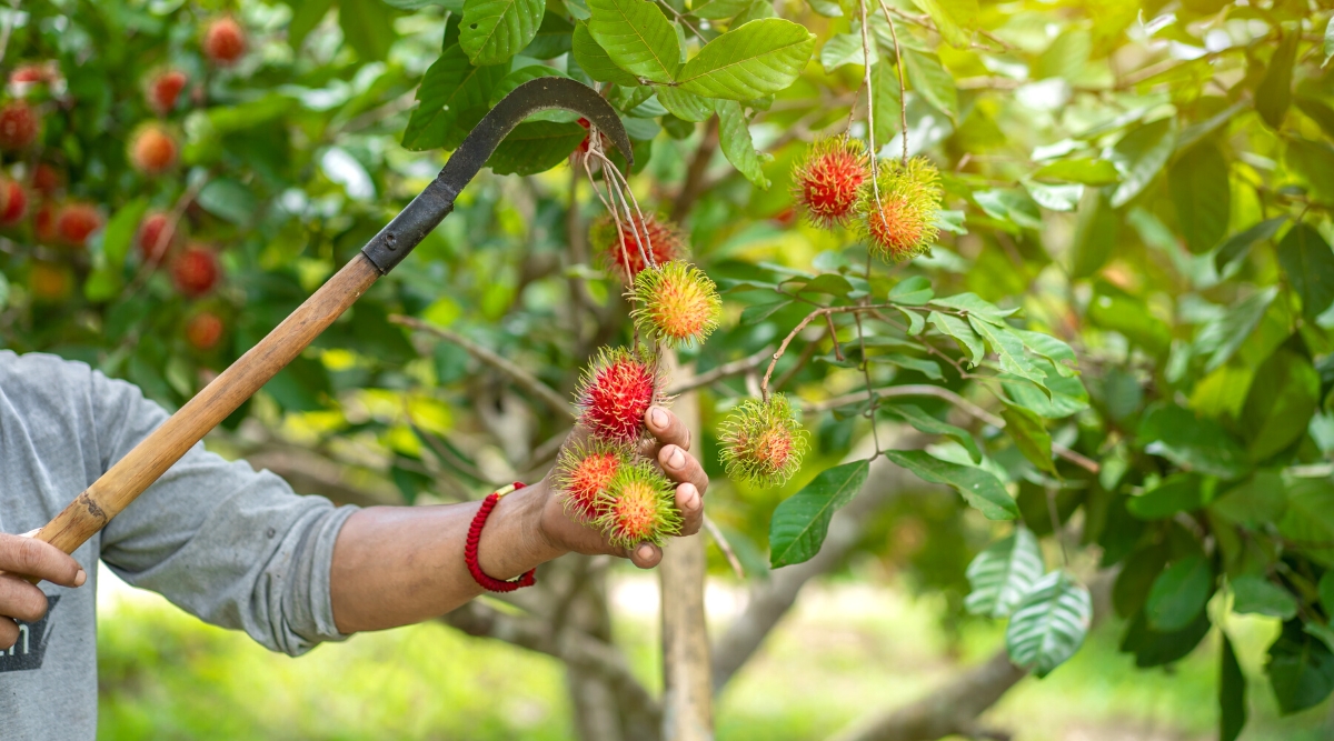 How to Plant, Grow and Care For Rambutan Trees