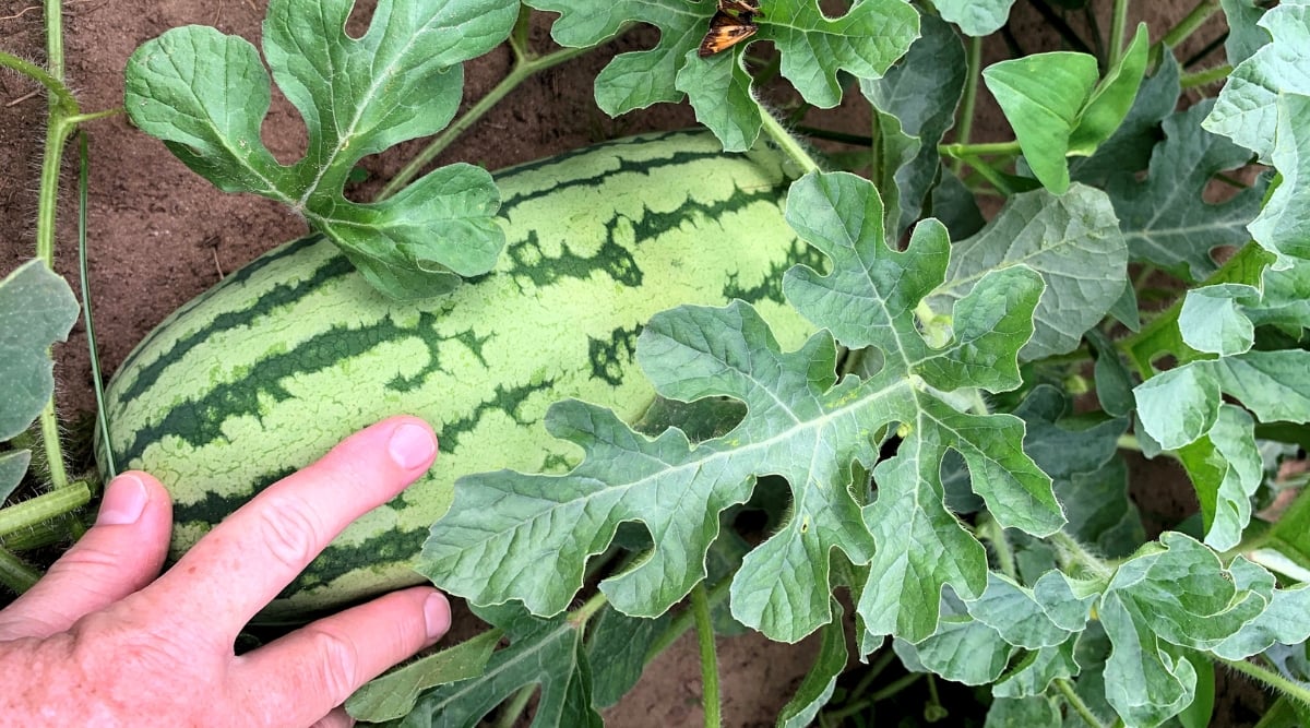 31 Watermelon Varieties You Can Grow This Season LiveHealthNews