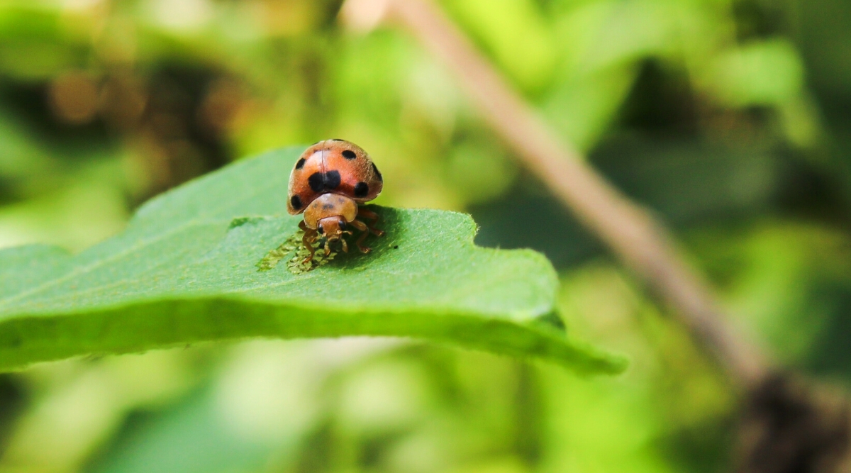Close-up of a Mexican bean beetle on a leaf, against a blurred green background. The Mexican bean bug is a small, yellowish-orange beetle with black spots and long, spiny legs that feeds on leguminous plants.