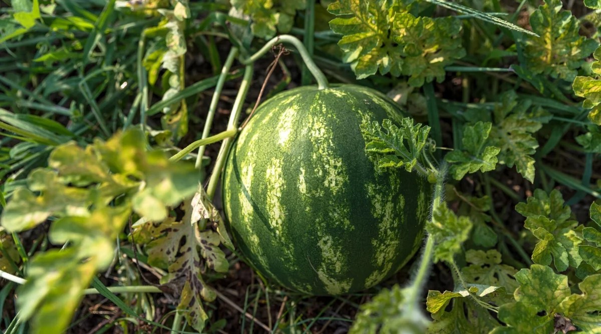 Close-up of a Mini Love watermelon in a garden bed. The fruit is small, round, with a dark green skin with light green stripes. The leaves are oval, deeply lobed, covered with fine white hairs.
