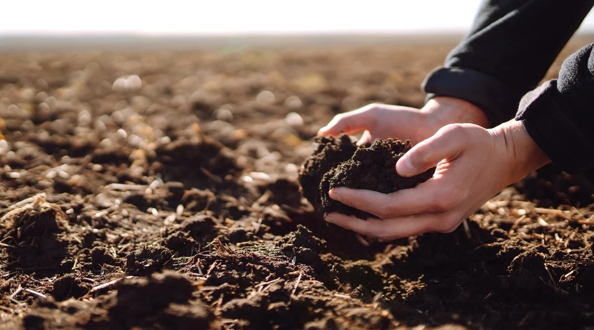 Close-up of a gardener’s hands testing the soil in a field. The soil is moist and dark brown in color.