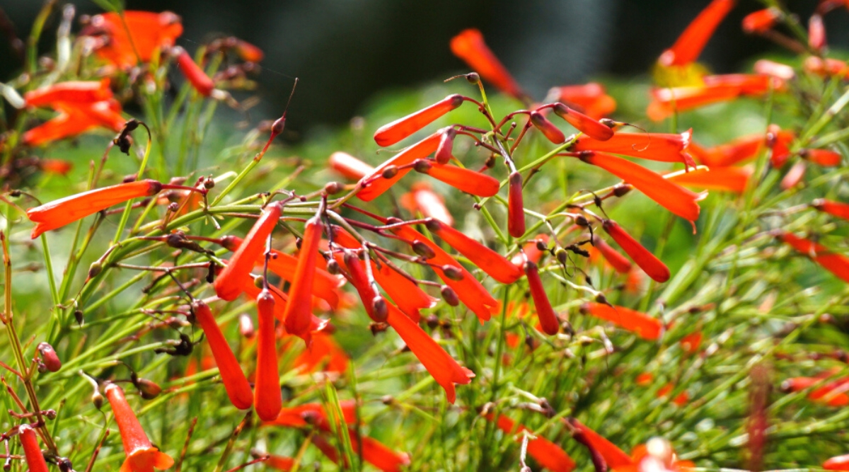 How To Grow and Care For Pineleaf Penstemon