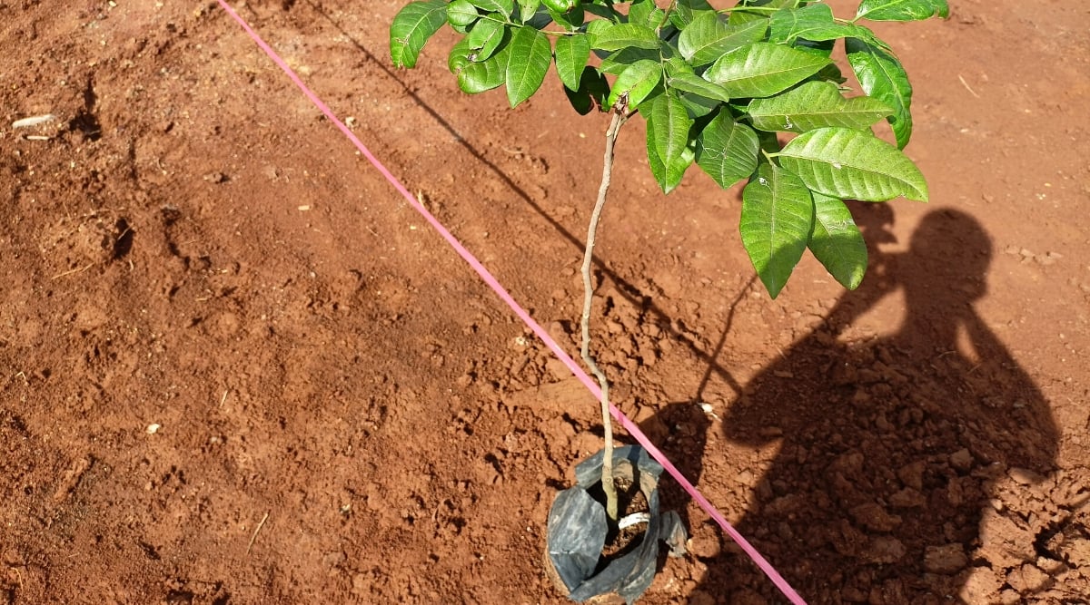 How to Plant, Grow and Care For Rambutan Trees