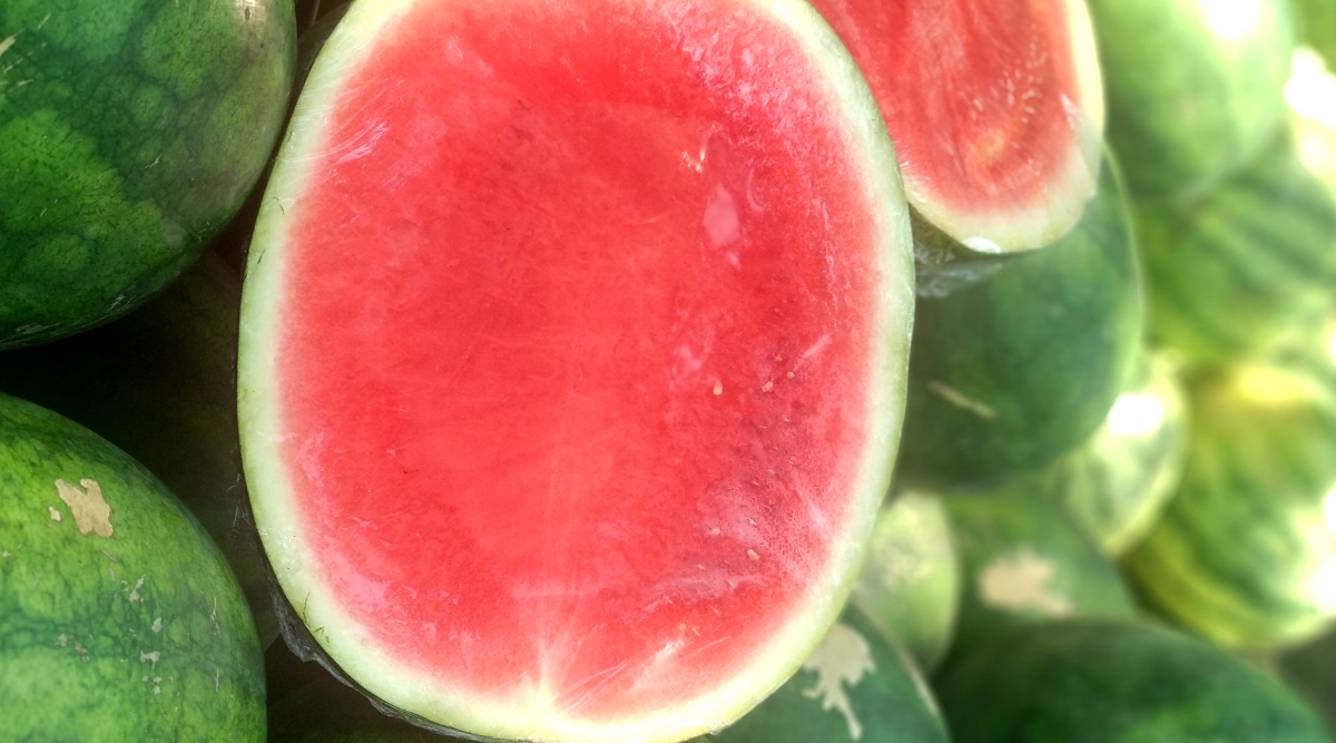 Close-up of a cut watermelon against a blurred background of ripe Red Ruby Hybrid watermelons. Large oval fruits with dark green skin and no stripes. The flesh is bright red, without seeds, very sweet and juicy.