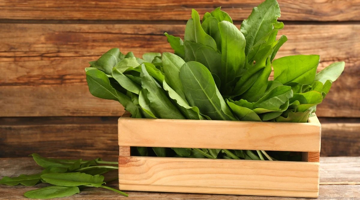 Fresh green sorrel leaves in crate on wooden table. The leaves are bright green in color, arrow-shaped with a delicate, smooth and slightly glossy texture.