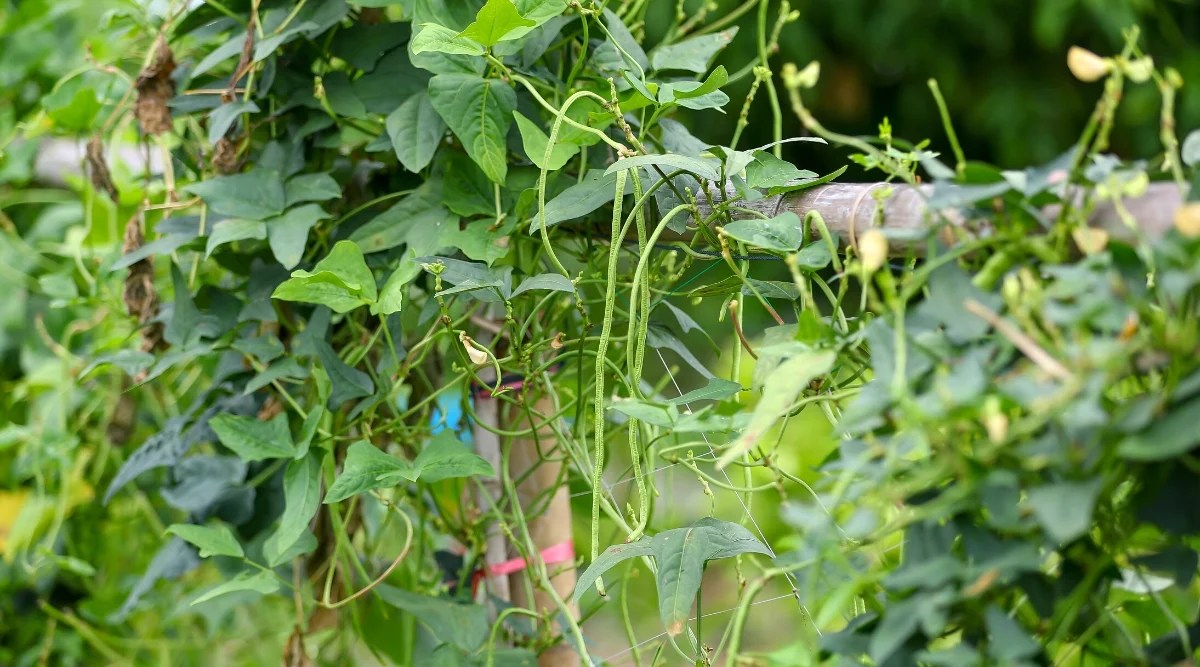 Close-up of a Vigna unguiculata plant in the garden. The plant climbs with its vines along the constructed trellises. The plant has large oval dark green leaves with pointed tips and long narrow green pods that contain 10-15 small seeds.