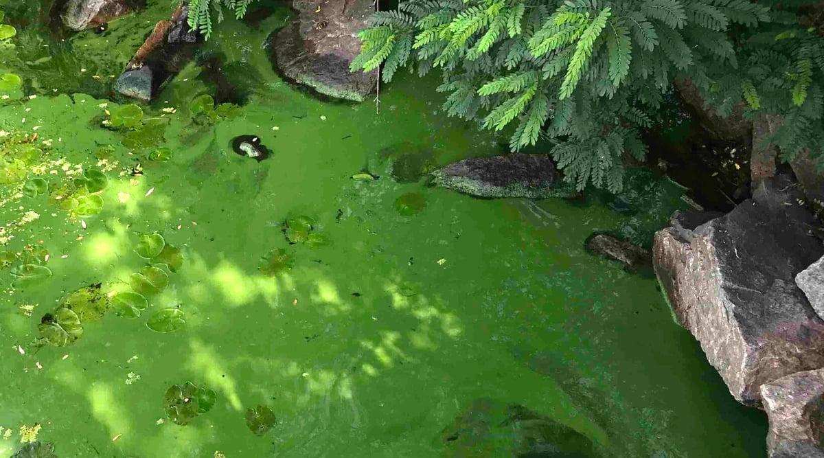 Poisonous blue-green algae bloom in the river. The algae began to bloom and polluted the green river due to toxic phosphorus waste that enters the waterways.