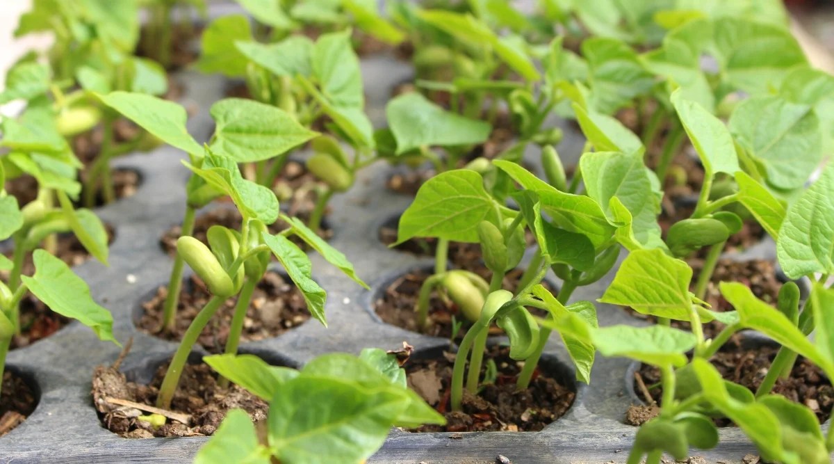 How to Plant, Grow and Care For Pinto Bean Plants