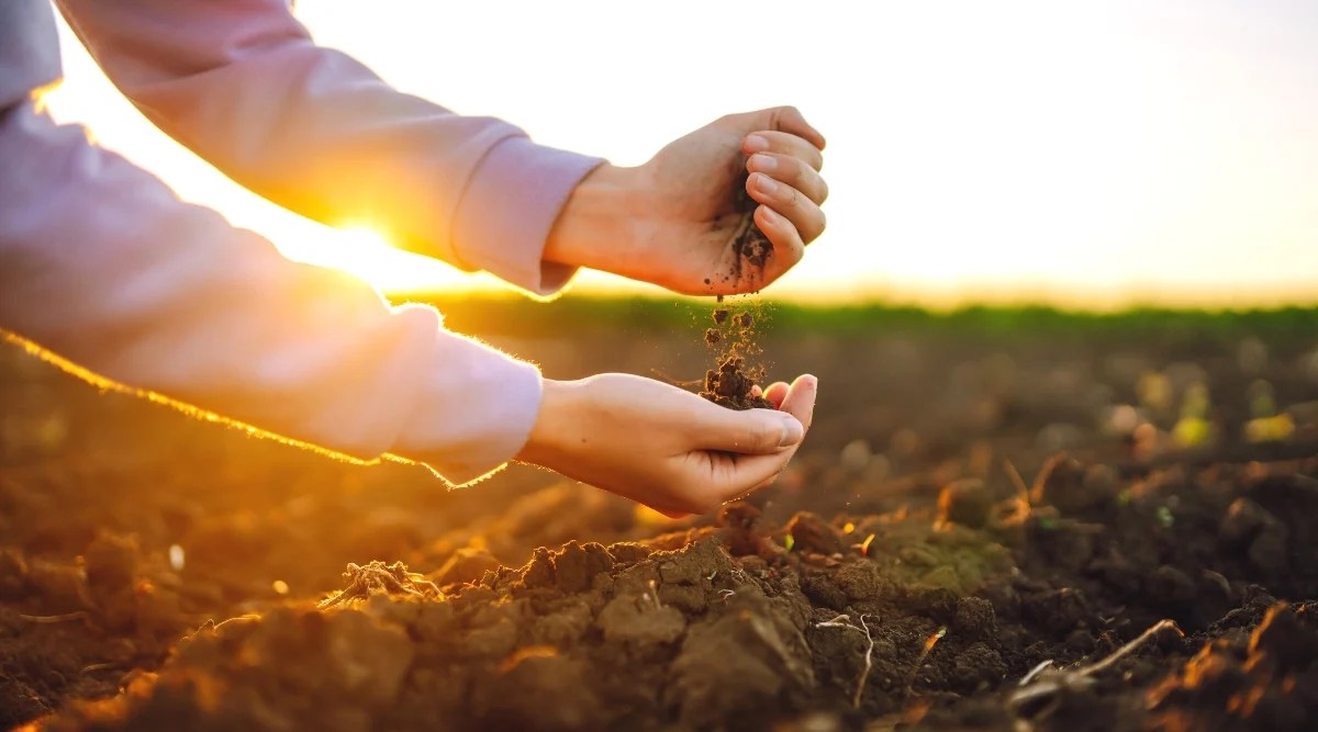 Close-up of female hands checking the soil in a sunny garden. The soil is dark brown, compacted, consists of large sticky formations. The woman is wearing a purple sweatshirt.