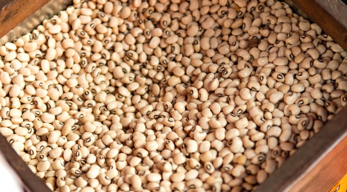 Top view, closeup of cowpeas seeds in a large wooden box. Seeds are firm, oval, cream-colored with a smooth shiny surface and with a black halo on each seed.
