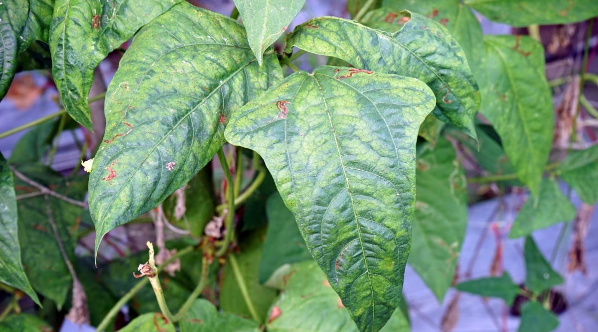 Close-up of leaves of a Cowpea plant affected by mosaic virus in a garden. The leaves are large, elongated, oval in shape, with pointed tips. Dark green leaves with yellow-green mottling