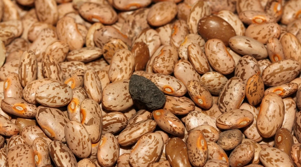 Brown beans that are mixed in color with a light skin and darker colored spots all over the beans themselves. A black discolored bean sits in the center of the grouping.