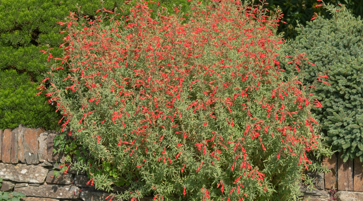 Hummingbird Bush How To Grow Flame Acanthus
