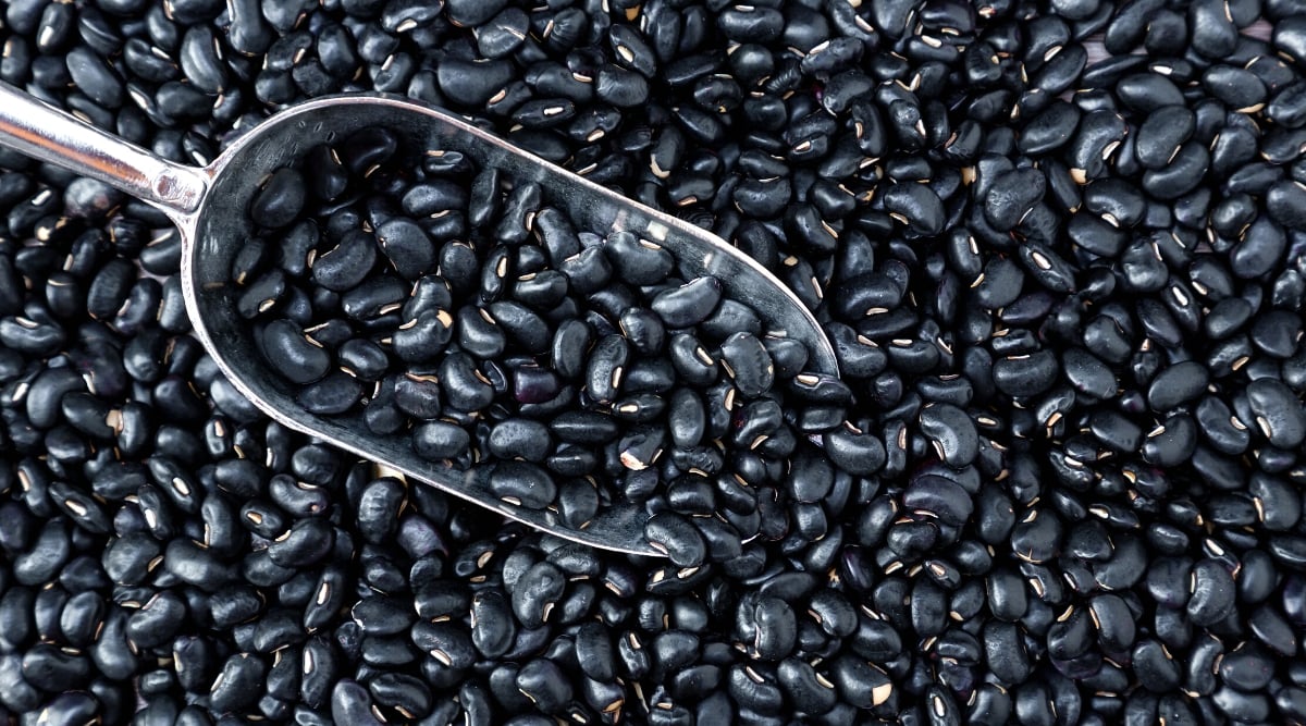 Black beans photographed close up together, sitting in a pile with a stainless steel scoop that controls them.