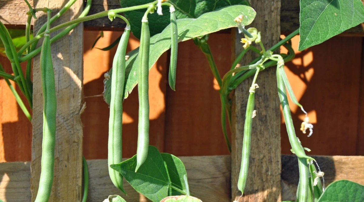 Close-up of a growing Blue Lake 274 bean in the garden wrapping around a wooden fence. The vines bear long, narrow green pods and large, wide, heart-shaped, dark green leaves.