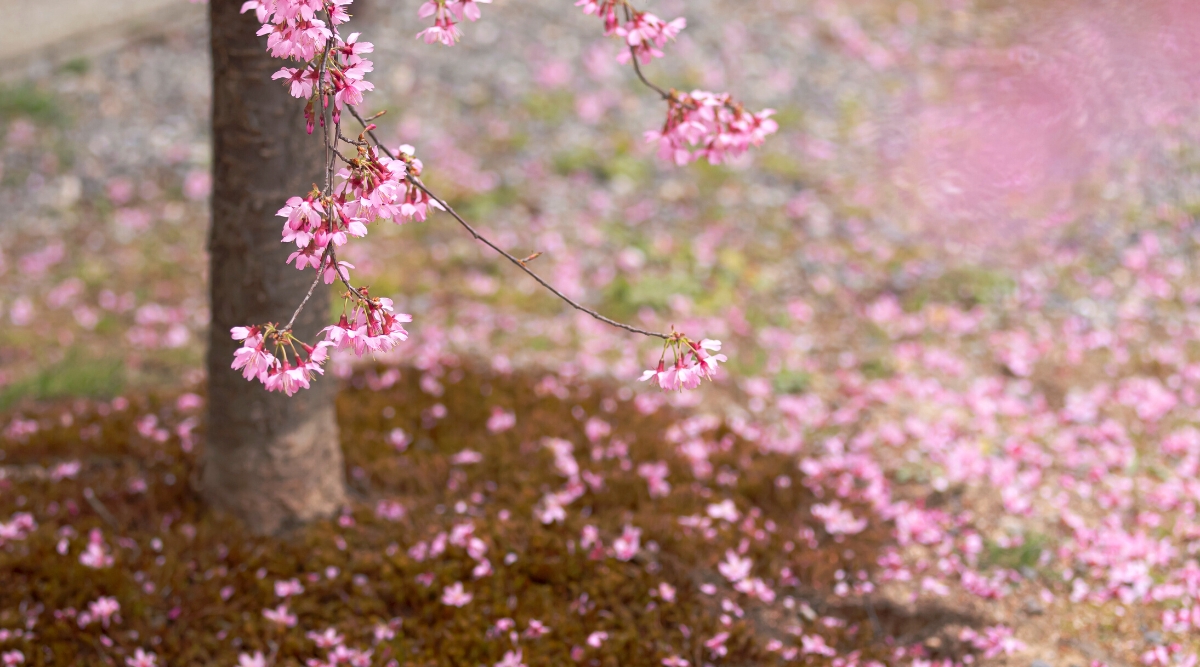 Close-up of weeping cherry blossoms in the garden. The photo shows only a thick trunk and a couple of hanging branches with clusters of loose, small, five-petal star-shaped flowers of pale pink color. The ground is covered with many rose petals that have fallen from the tree.