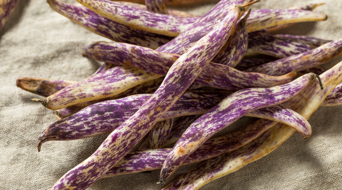Close-up of a bunch of ripe Dragon’s Tongue bean pods on burlap. Pods are elongated, narrow, slightly curved, have a strong yellowish shell with abundant purple marks and stripes.