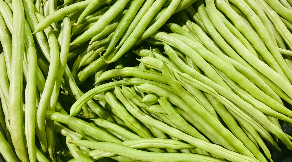 Close-up of many pods of ripe Fortex beans under sunlight. The pods are long, narrow, cylindrical, glossy green.