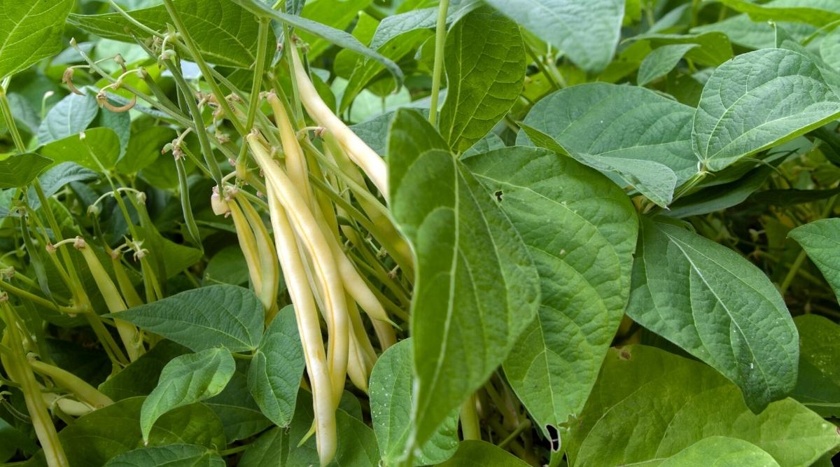 Close-up of ripening Gold Rush bean pods in the garden amid large, heart-shaped dark green foliage. The pods are long, thin, with a pale yellow skin.