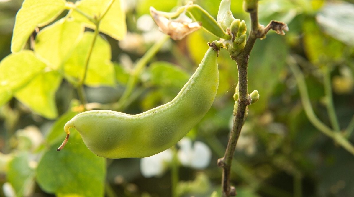 Green bean pod is growing on a branch in the garden. The plant is in the sunlight and the leaves around it are green.