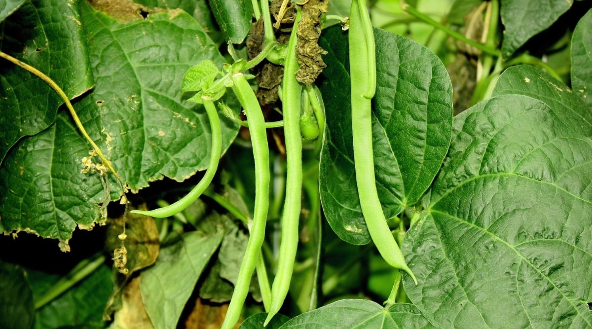 A close-up of a Kentucky Wonder bean bush with ripening pods. The bush has large, wide, heart-shaped leaves of dark green color with a slightly wrinkled structure. The pods are elongated, thin, light green in color.