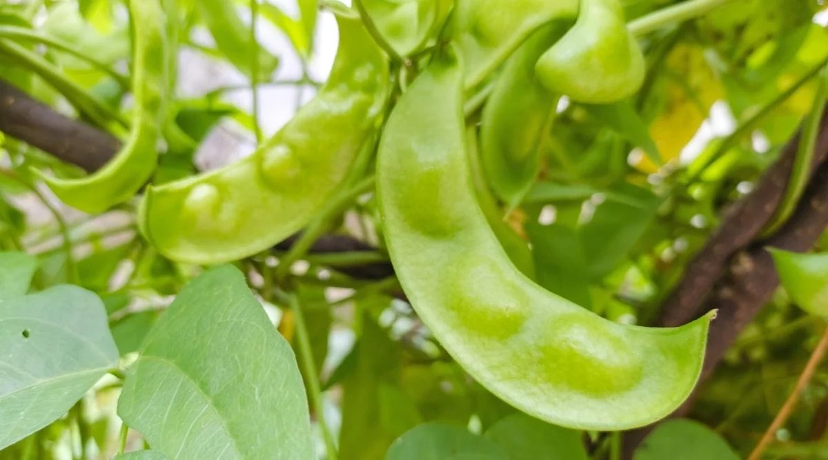 A close-up of a bush of ripening King of The Garden beans. Beans have medium, green and slightly curved pods. The pods have a round cross-section and contain 3-6 white or cream-colored seeds.