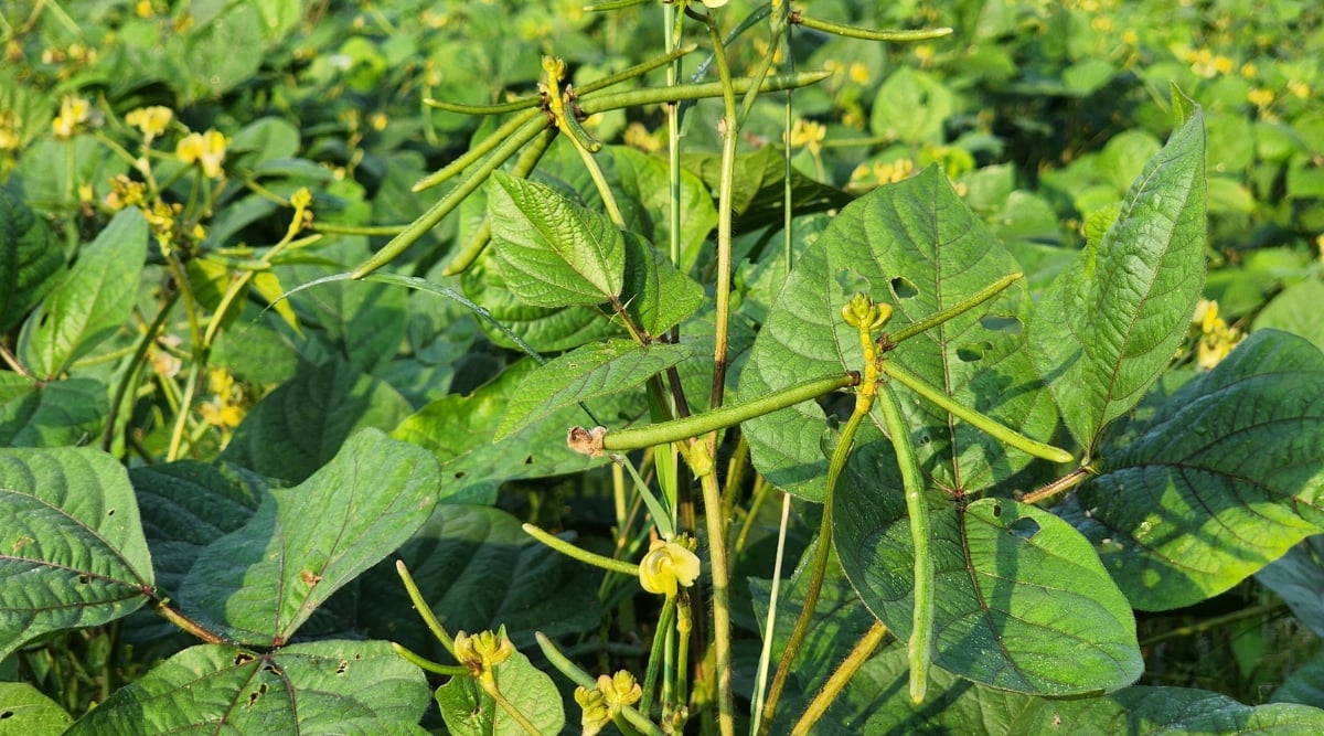 Close-up of Mung Bean bushes in a sunny garden. The bushes have large, wide, heart-shaped dark green leaves and clusters of long thin pods covered with a green shell.