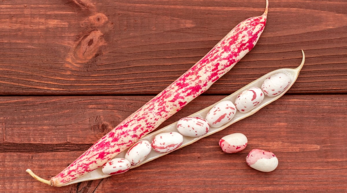 A closeup of a long red and white pod bean sitting on a wooden table. The bean is open, and seven beans are exposed in the pod. Two additional legumes sit outside the pod with red and white shells.