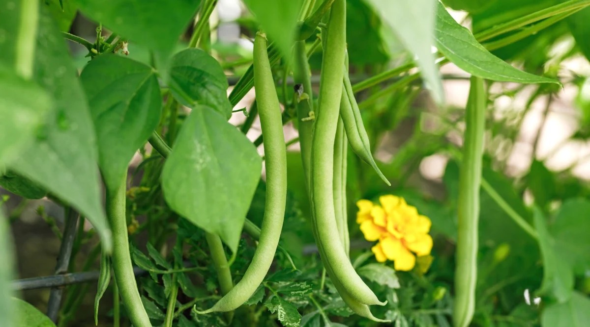 Close-up of growing pods of Provider beans in the garden. The shrub has medium sized heart-shaped green leaves and long green pods with a tough green outer shell. Yellow marigold blooms against a blurred background.