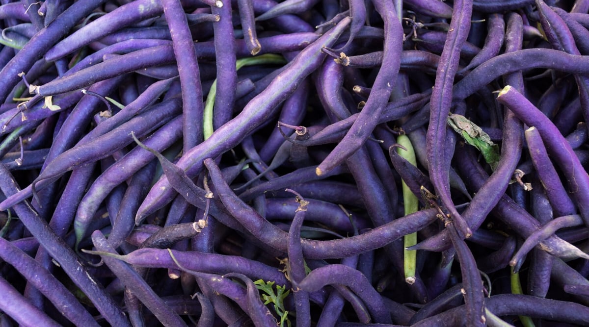 Close-up of many ripe pods of Royal Burgundy beans. The pods are oblong cylindrical, slightly curved, deep purple in color.