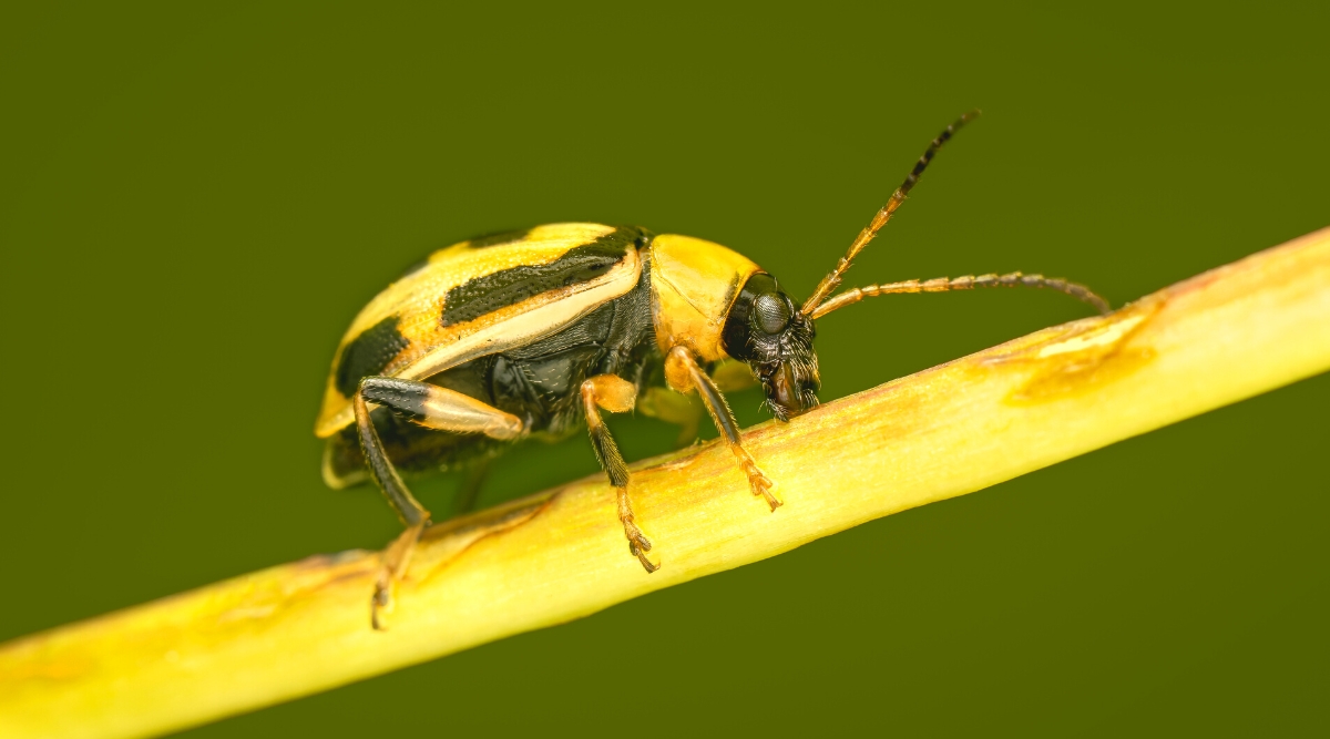 Bean Leaf Beetle Problems? Here's How To Handle Them