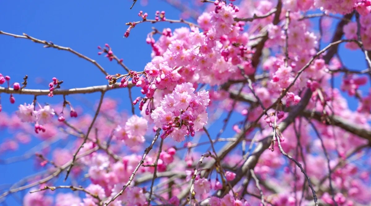 Close-up, bottom view of flowering branches of a Weeping cherry tree against a blue sky. The branches are covered with clusters of small, double, fluffy flowers of pale pink color with golden stamens.