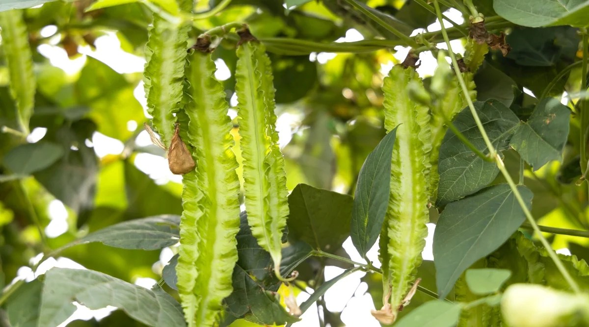 Close-up of a Winged Bean bush in the garden. Winged Bean is a tropical vine that produces long, thin and slightly curved green colored pods that have four distinct longitudinal ridges or “wings” that run the entire length of the pod.