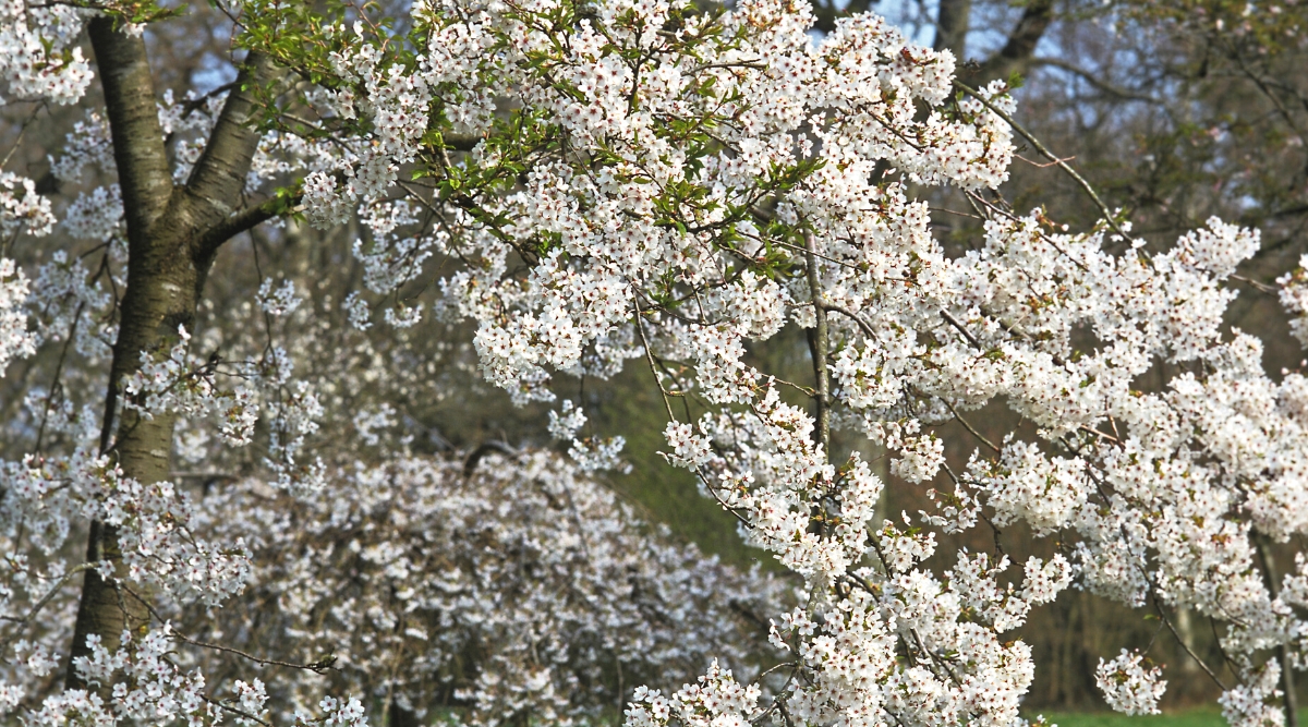 Close-up of a flowering Yoshino cherry (Prunus x yedoensis ‘Shidare Yoshino’) tree in a garden. The Yoshino cherry tree is a deciduous tree with a spreading, vase-shaped crown. Its leaves are bright green, with serrated edges and pointed tips. The tree bears clusters of fragrant, white, cup-shaped flowers with five petals.