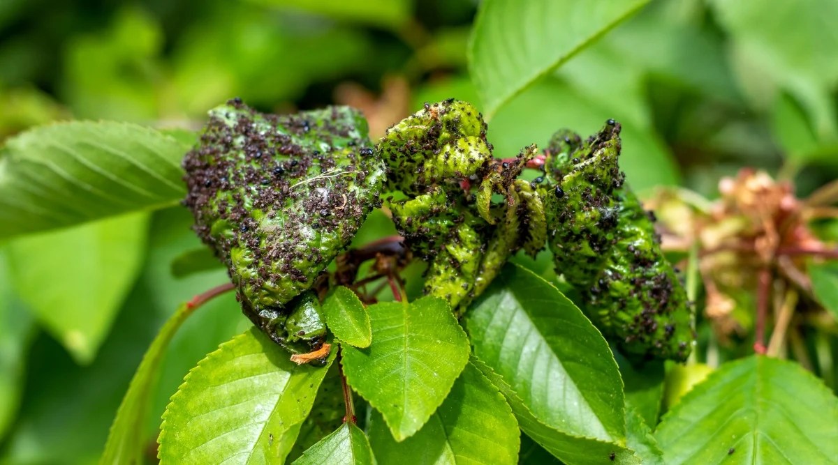 Close-up of cherry leaves infested with black aphids. The leaves are alternate, ovate, with serrated edges, green. Aphids are tiny soft-bodied black insects that suck the juice from the plant.