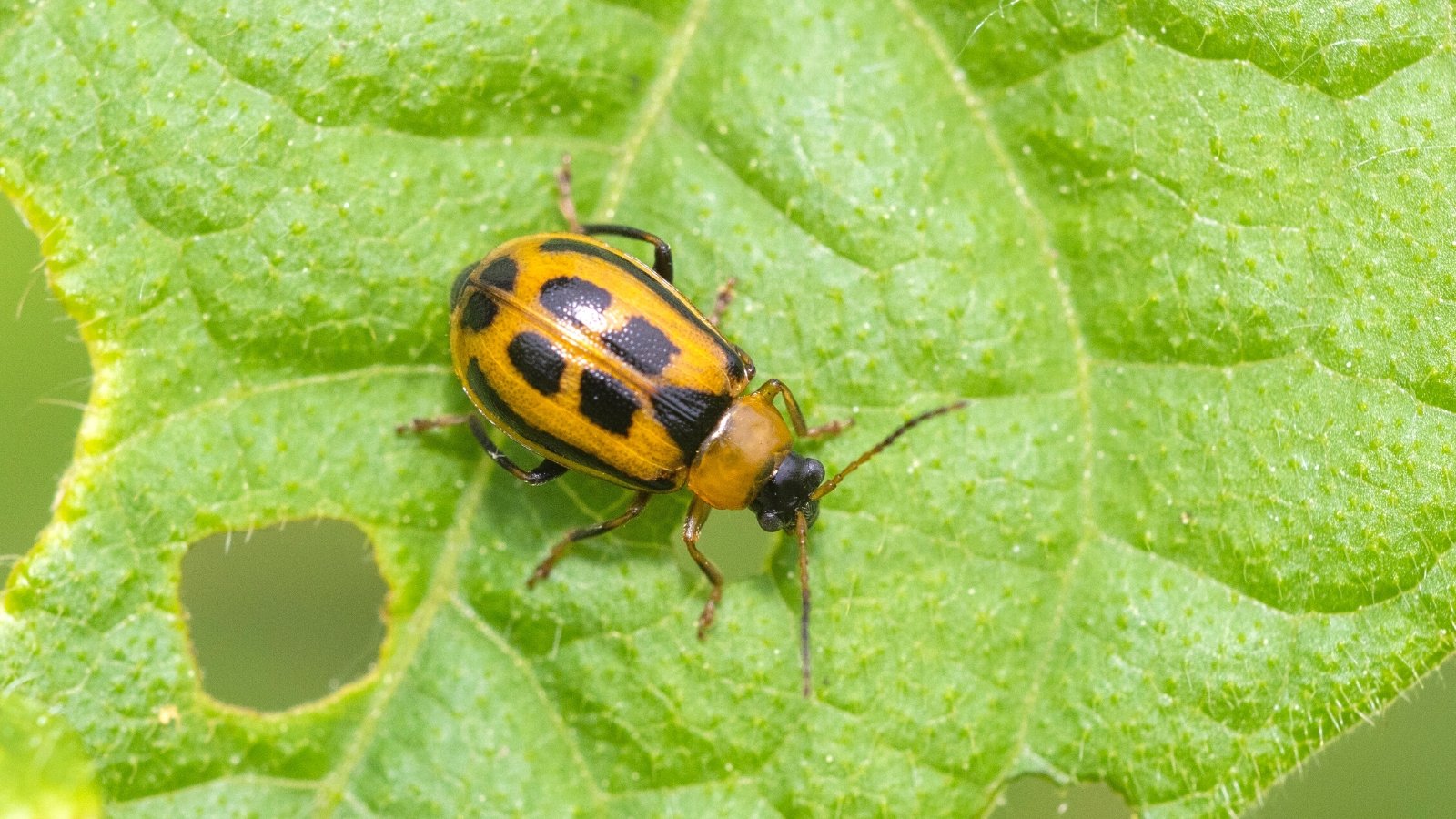 Bean Leaf Beetle Problems? Here's How To Handle Them