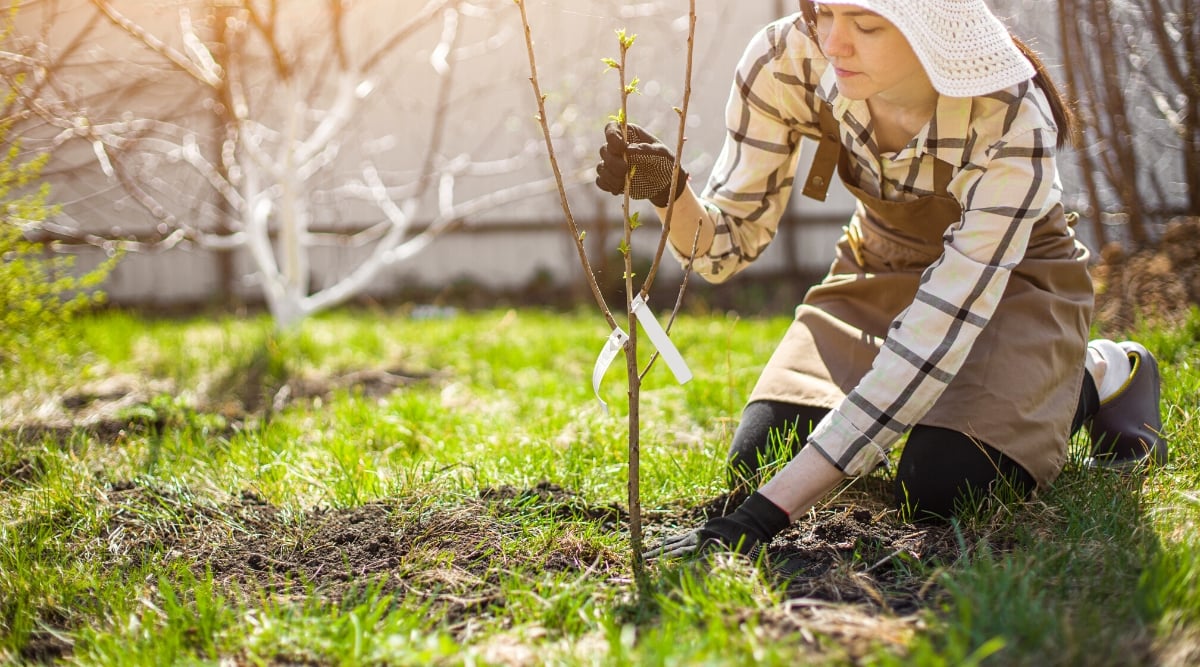 Close-up of a woman planting a young weeping cherry tree in a sunny garden. The woman is dressed in a plaid shirt, a brown apron and a white panama. A young cherry tree has bare thin branches with small green buds.