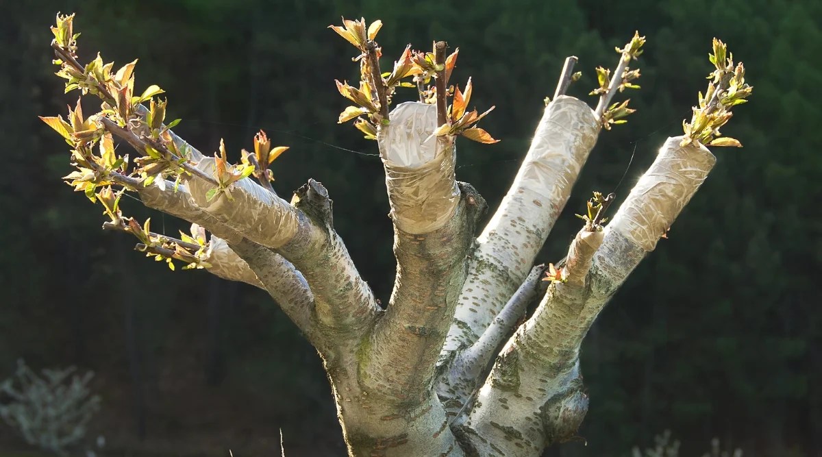Close-up of a grafted cherry tree in the garden. The tree has a thick gray branched trunk to the tops of which are grafted young branches of a cherry tree with young green shoots.