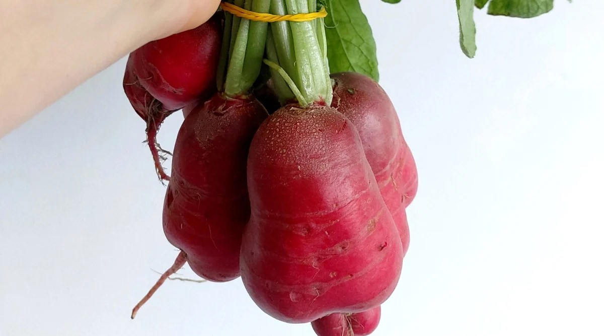 Close-up of a woman&rsquo;s hand holding a bunch of Crimson Giant radishes on a white background. Crimson Giant is a type of radish with a large, round and crunchy root, bright red skin and white flesh.
