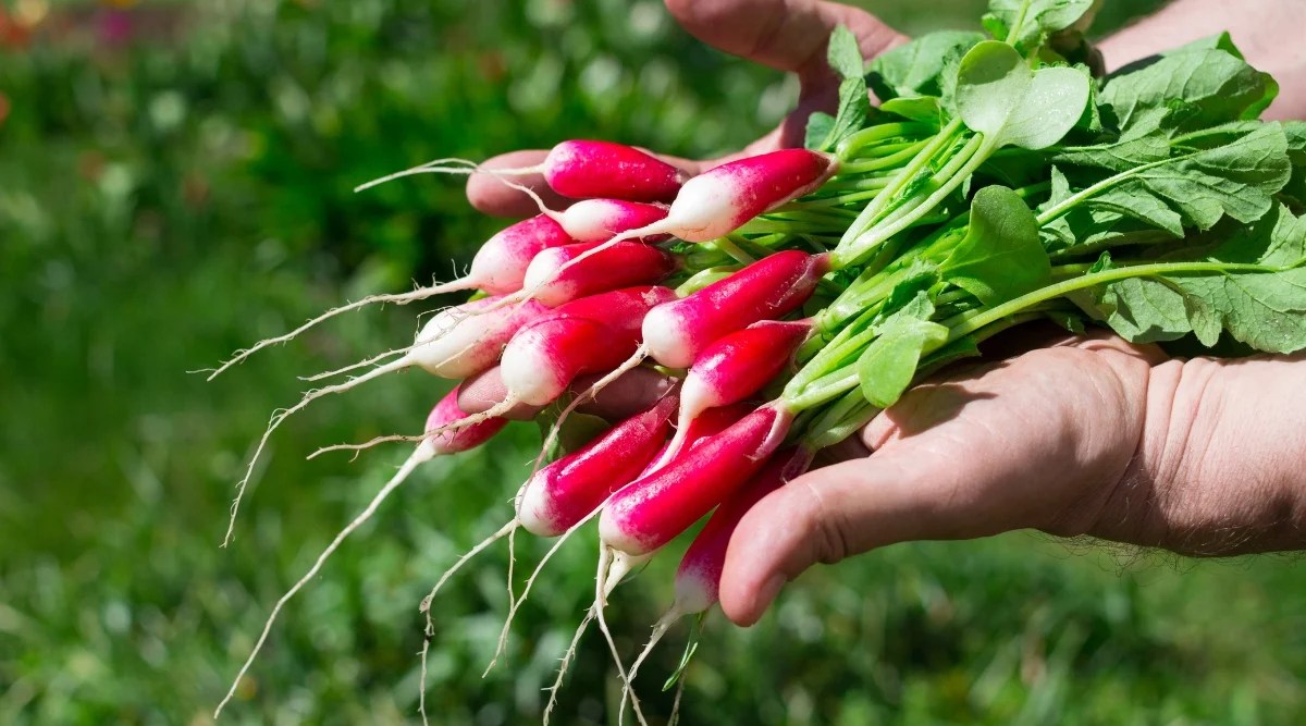 A close-up of a gardener&rsquo;s hands holding a bunch of freshly picked De 18 Jours radishes in a sunny garden, against a green lawn blurred background. De 18 Jours is a French heirloom variety that produces small, oblong, bright red roots with white flesh.