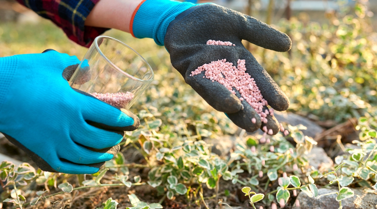 How and When to Fertilize Your Vegetable Backyard Dial a Service Canada