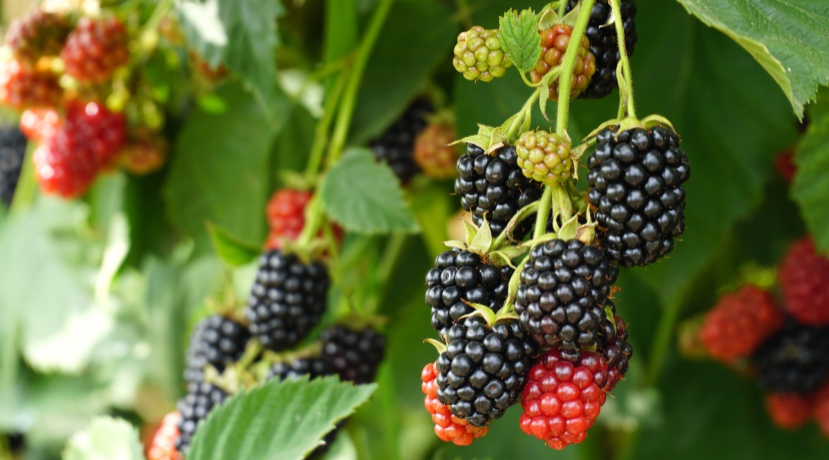 Close-up of ripe blackberry clusters on a bush in a garden. Blackberries are small, dark purple and bright red. They are made up of many small drupelets, each containing a seed, and have a soft and juicy texture.