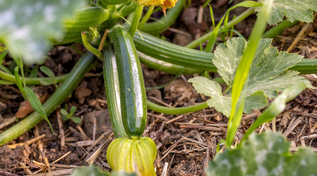 How and When to Fertilize Your Vegetable Garden