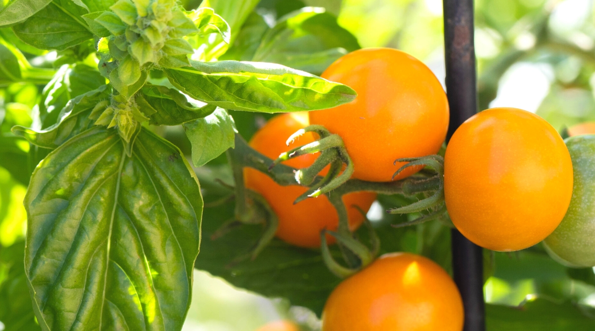 Close-up of Genova basil and sungold tomatoes in a sunny garden. Basil has shiny, oval leaves with narrowed tips, bright green, slightly wrinkled. sungold tomatoes have clusters of small round fruits that are orange-gold in color.